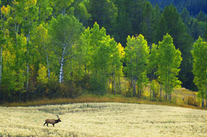 Grouse Creek elk 6